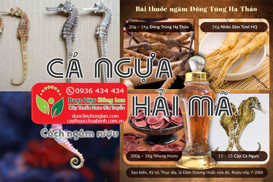 CACH-NGAM-RUOU-CA-NGUA-HAI-MA-CTY-DUOC-LIEU-HONG-LAN