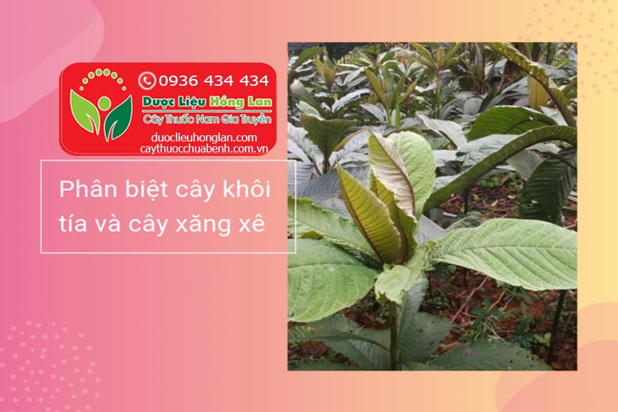 CACH-PHAN-BIET-CAY-KHOI-TIA-VA-CAY-XANG-SE-CTY-DUOC-LIEU-HONG-LAN