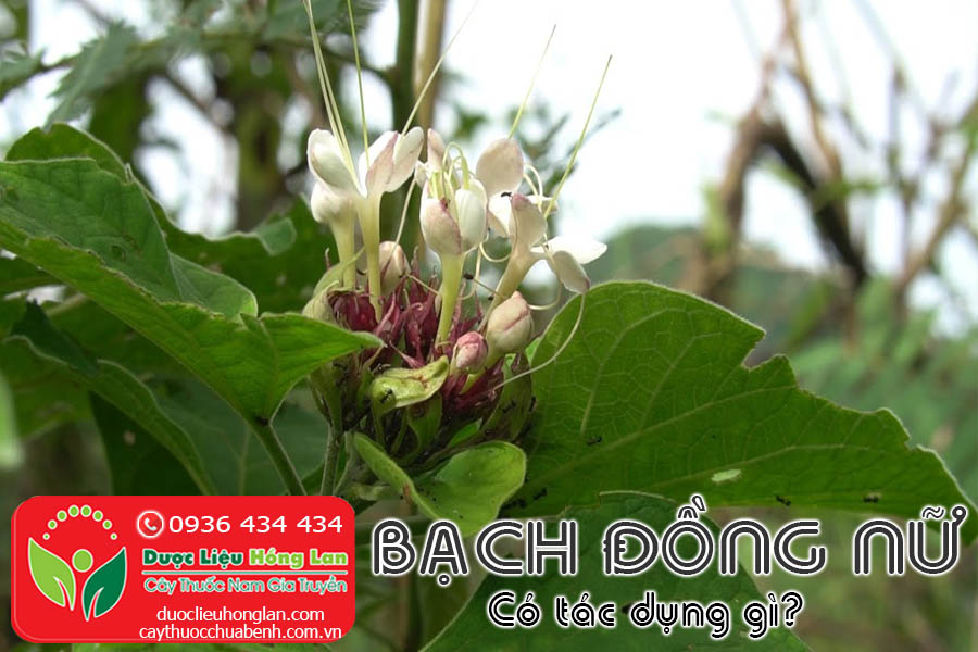 CAY-BACH-DONG-NU-CO-TAC-DUNG-GI-CTY-DUOC-LIEU-HONG-LAN