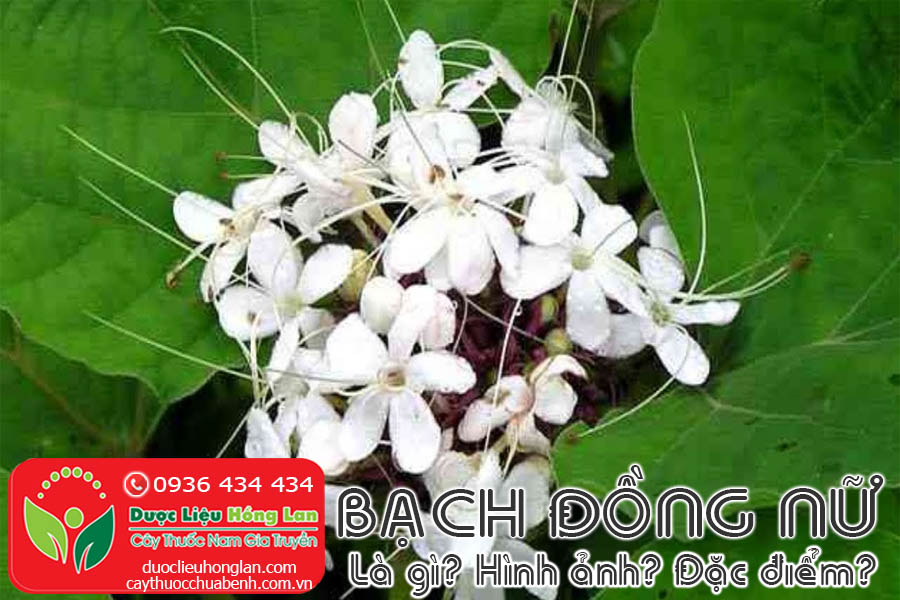 CAY-BACH-DONG-NU-LA-GI-HINH-ANH-DAC-DIEM-SONG-O-DAU-CTY-DUOC-LIEU-HONG-LAN