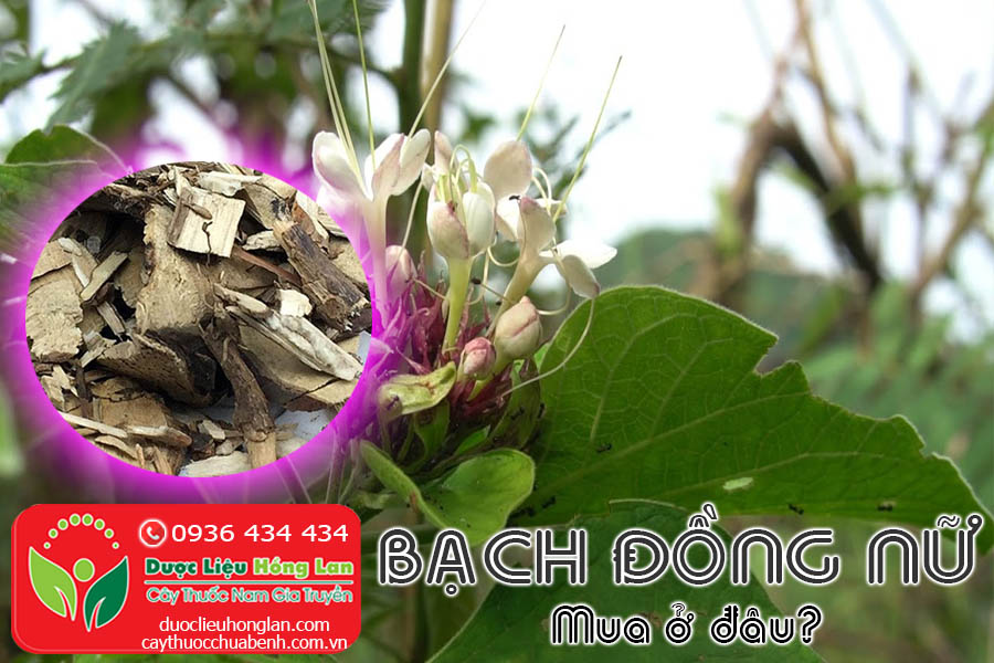 CAY-BACH-DONG-NU-MUA-O-DAU-TPHCM-HA-NOI-CTY-DUOC-LIEU-HONG-LAN