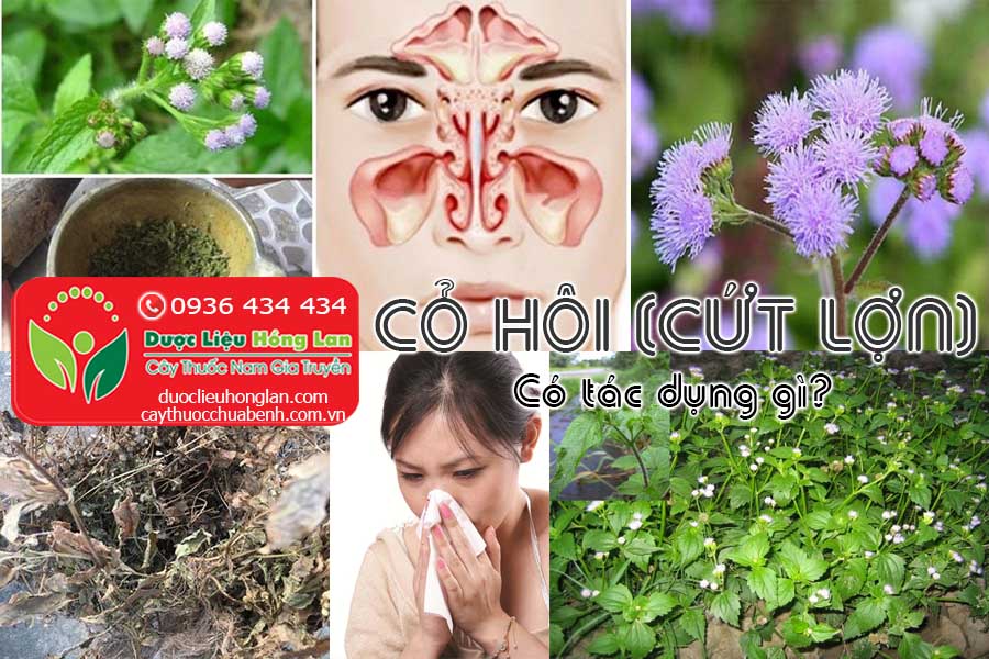 CAY-CO-CUT-LON-CO-HOI-CO-TAC-DUNG-GI-CTY-DUOC-LIEU-HONG-LAN