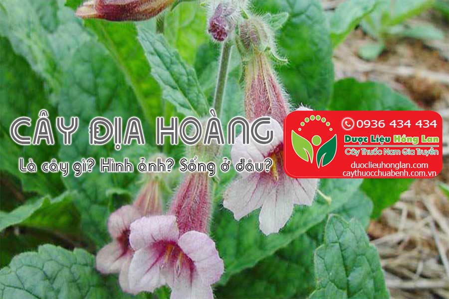 CAY-DIA-HOANG-SINH-DIA-LAGI-SONG-O-DAU-HINH-ANH-CTY-DUOC-LIEU-HONG-LAN