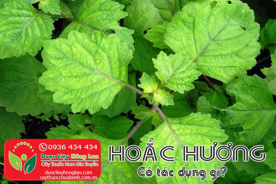 CAY-HOAC-HUONG-CO-TAC-DUNG-GI-CTY-DUOC-LIEU-HONG-LAN