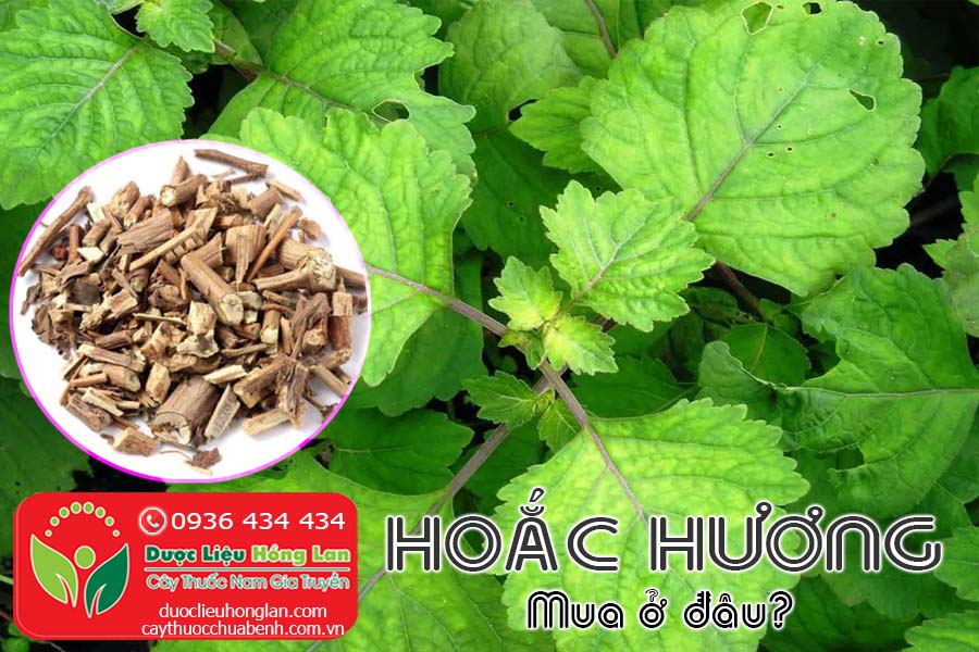 CAY-HOAC-HUONG-MUA-O-DAU-CTY-DUOC-LIEU-HONG-LAN