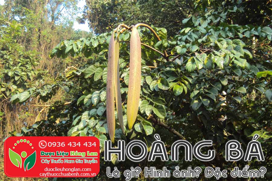 CAY-HOANG-BA-NUC-NAC-LA-GI-HINH-ANH-DAC-DIEM-SONG-O-DAU-CTY-DUOC-LIEU-HONG-LAN