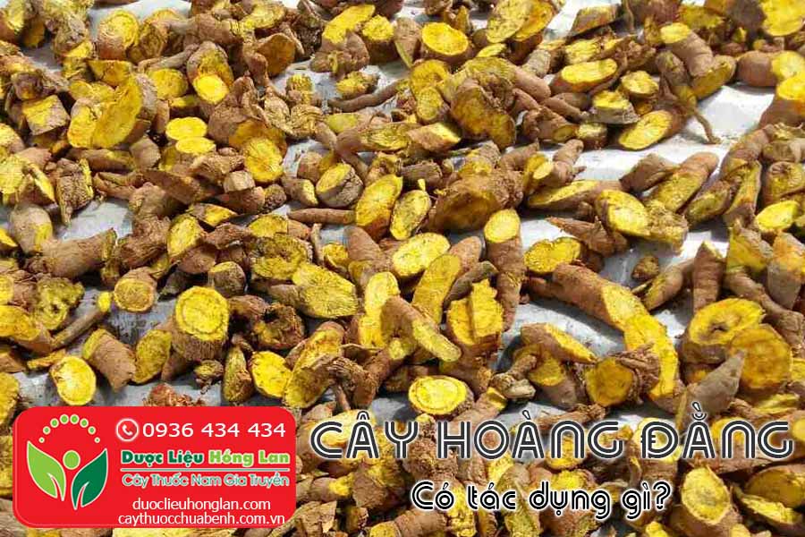 CAY-HOANG-DANG-CO-TAC-DUNG-GI-CTY-DUOC-LIEU-HONG-LAN