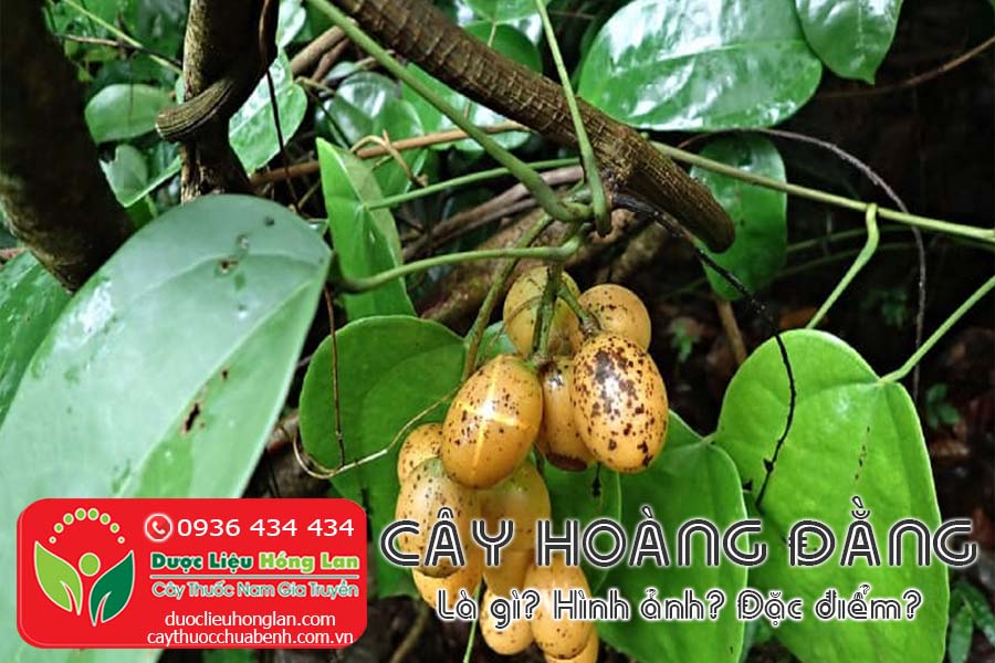 CAY-HOANG-DANG-LA-GI-HINH-ANH-DAC-DIEM-SONG-O-DAU-CTY-DUOC-LIEU-HONG-LAN