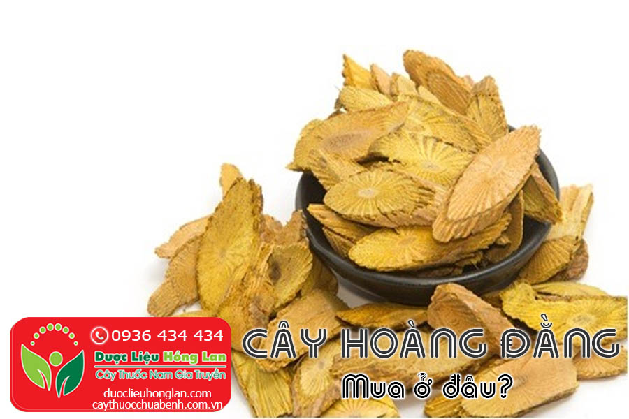 CAY-HOANG-DANGKHO-MUA-O-DAU-TPHCM-HA-NOI-CTY-DUOC-LIEU-HONG-LAN