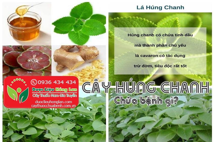 CAY-HUNG-CHANH-CHUA-BENH-GI-CTY-DUOC-LIEU-HONG-LAN