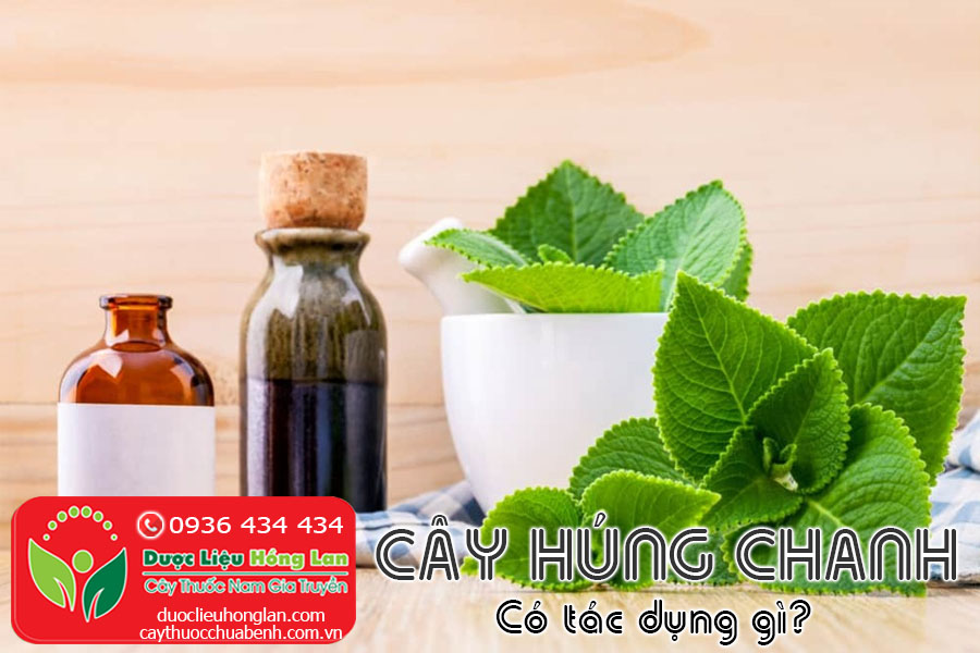 CAY-HUNG-CHANH-CO-TAC-DUNG-GI-CTY-DUOC-LIEU-HONG-LAN