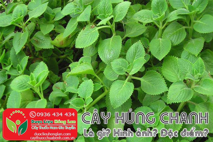 CAY-HUNG-CHANH-LA-GI-HINH-ANH-DAC-DIEM-CTY-DUOC-LIEU-HONG-LAN