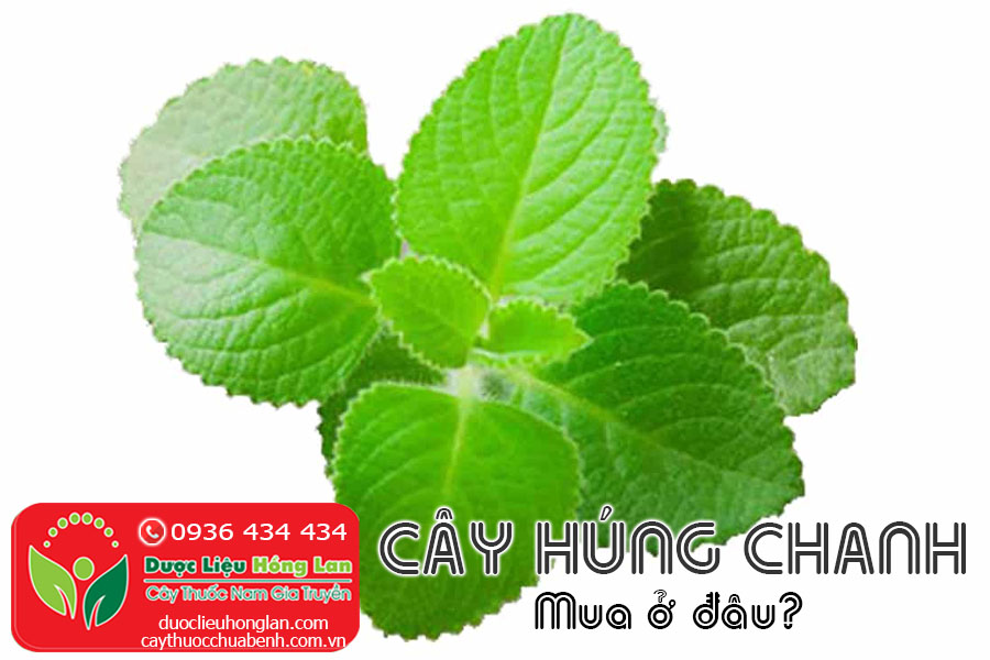 CAY-HUNG-CHANH-MUA-O-DAU-CTY-DUOC-LIEU-HONG-LAN