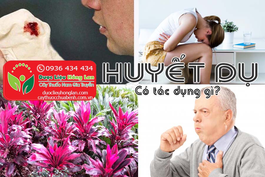 CAY-HUYET-DU-CO-TAC-DUNG-GI-CTY-DUOC-LIEU-HONG-LAN