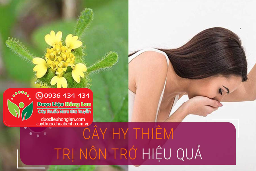 CAY-HY-THIEM-CHUA-BENH-NON-CHO-HIEU-QUA-CTY-DUOC-LIEU-HONG-LAN