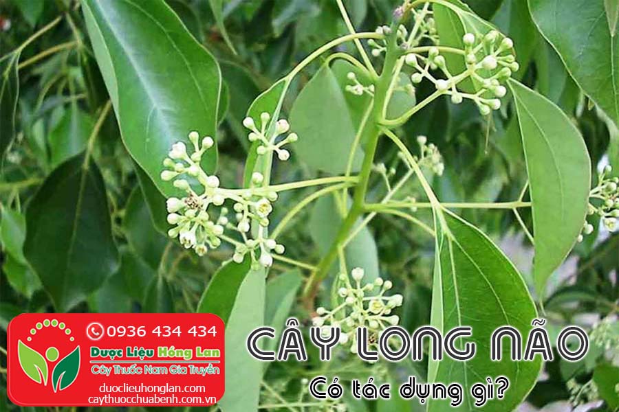 CAY-LONG-NAO-CO-TAC-DUNG-GI-CTY-DUOC-LIEU-HONG-LAN