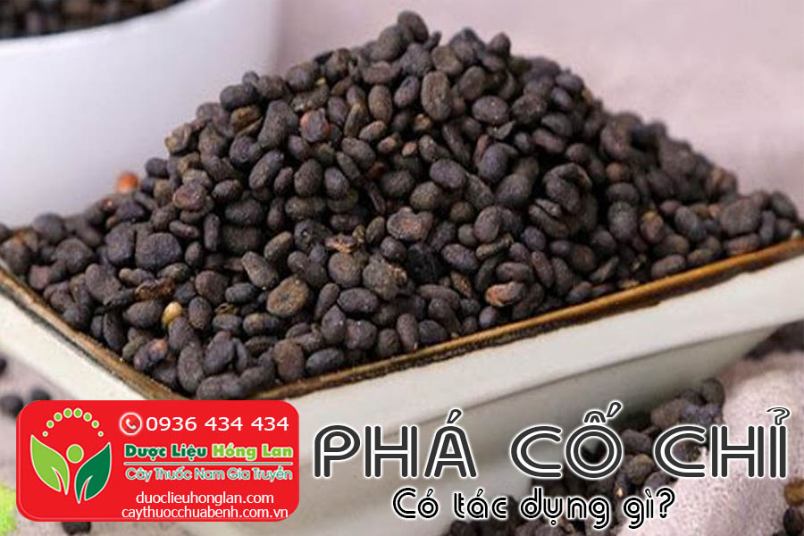 CAY-THUOC-PHA-CO-CHI-CO-TAC-DUNG-GI-CTY-DUOC-LIEU-HONG-LAN