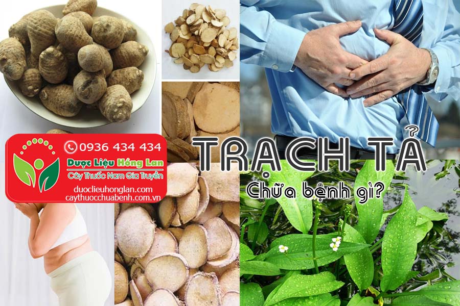 CAY-THUOC-TRACH-TA-CHUA-BENH-GI-CTY-DUOC-LIEU-HONG-LAN