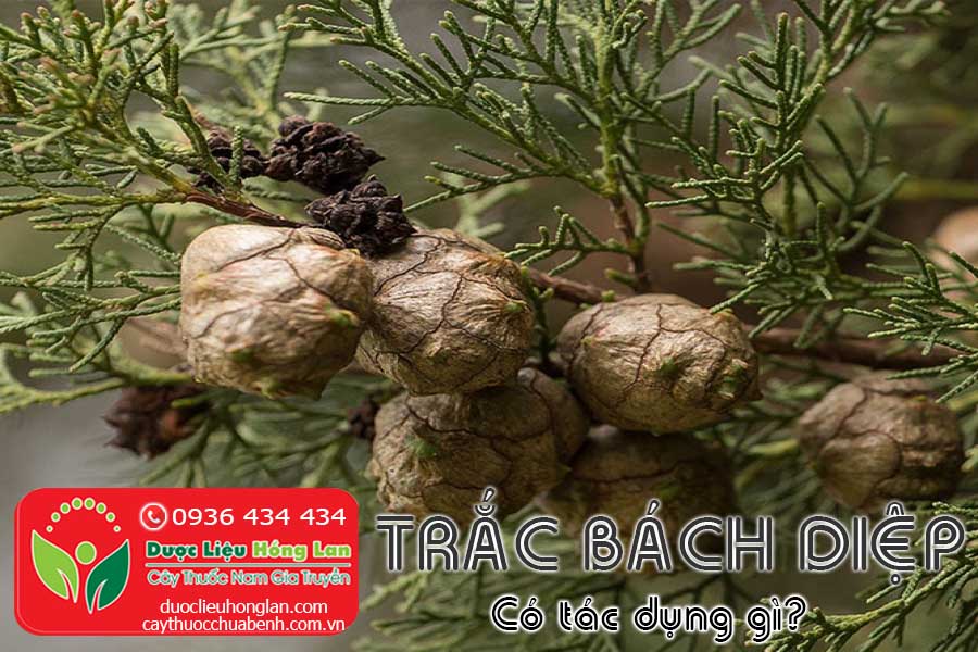 CAY-TRAC-BACH-DIEP-CO-TAC-DUNG-GI-CTY-DUOC-LIEU-HONG-LAN