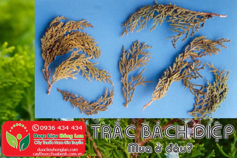 CAY-TRAC-BACH-DIEP-KHO-MUA-O-DAU-TPHCM-HA-NOI-CTY-DUOC-LIEU-HONG-LAN