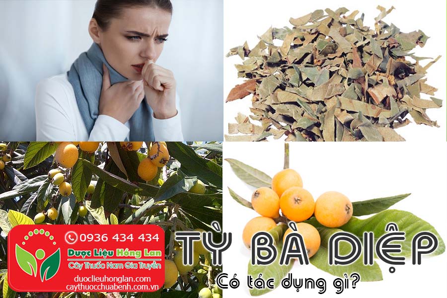 CAY-TY-BA-DIEP-CO-TAC-DUNG-GI-CTY-DUOC-LIEU-HONG-LAN