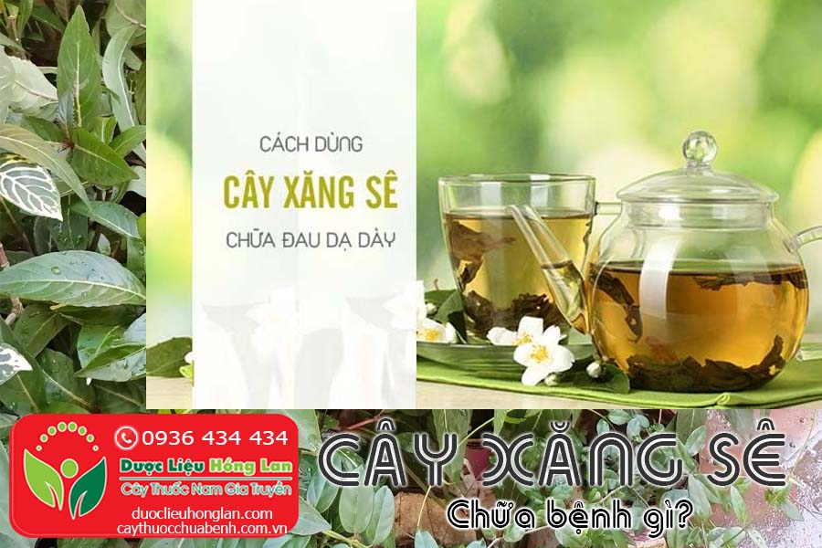 CAY-XANG-SE-CHUA-BENH-GI-CTY-DUOC-LIEU-HONG-LAN