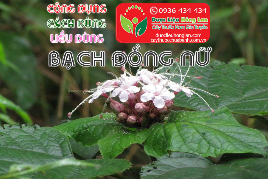 CONG-DUNG-CACH-DUNG-LIEU-DUNG-CAY-BACH-DONG-NU-CTY-DUOC-LIEU-HONG-LAN