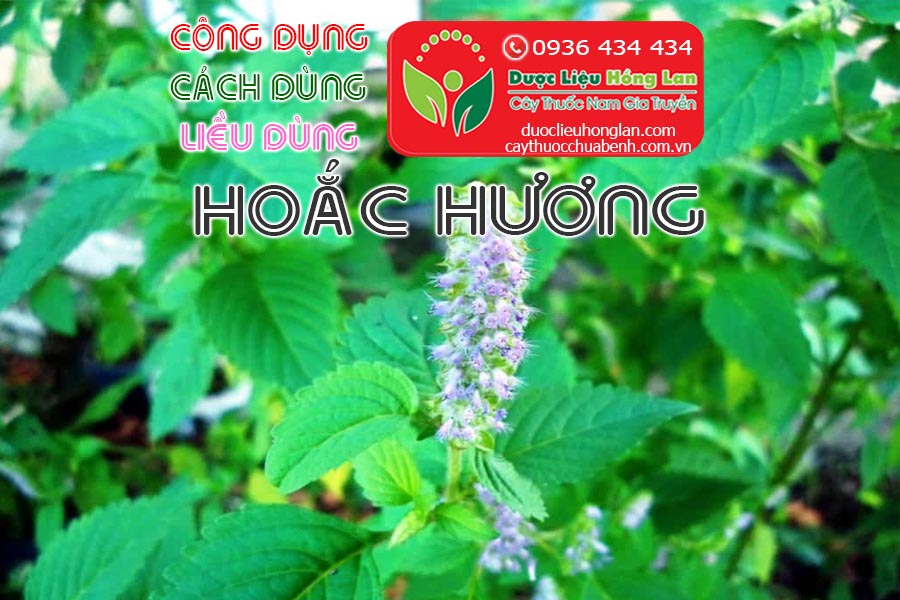 CONG-DUNG-CACH-DUNG-LIEU-DUNG-CAY-HOAC-HUONG-CTY-DUOC-LIEU-HONG-LAN