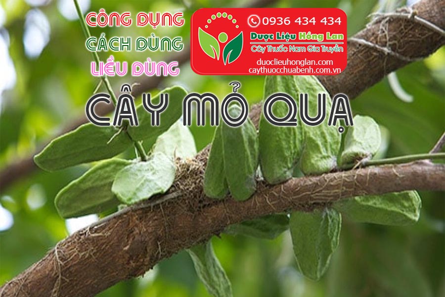 CONG-DUNG-CACH-DUNG-LIEU-DUNG-CAY-MO-QUA-CTY-DUOC-LIEU-HONG-LAN