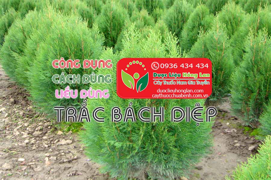 CONG-DUNG-CACH-DUNG-LIEU-DUNG-CAY-TRAC-BACH-DIEP-CTY-DUOC-LIEU-HONG-LAN