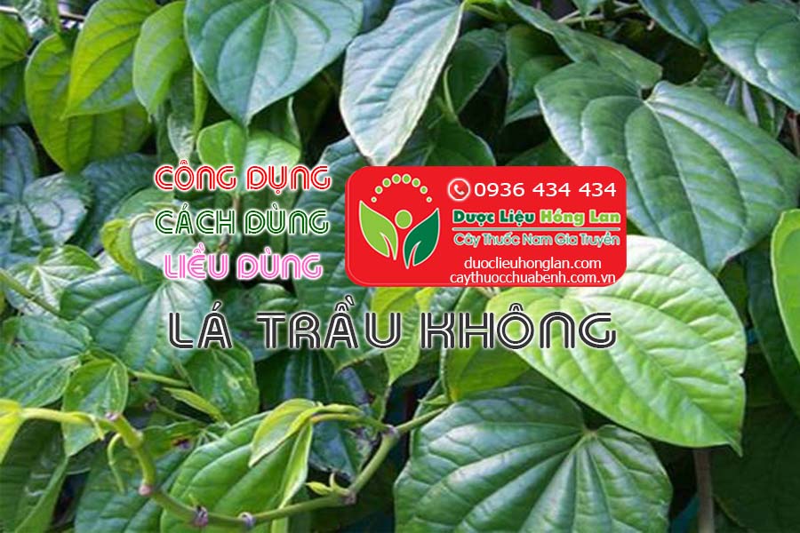 CONG-DUNG-CACH-DUNG-LIEU-DUNG-LA-TRAU-KHONG-CTY-DUOC-LIEU-HONG-LAN