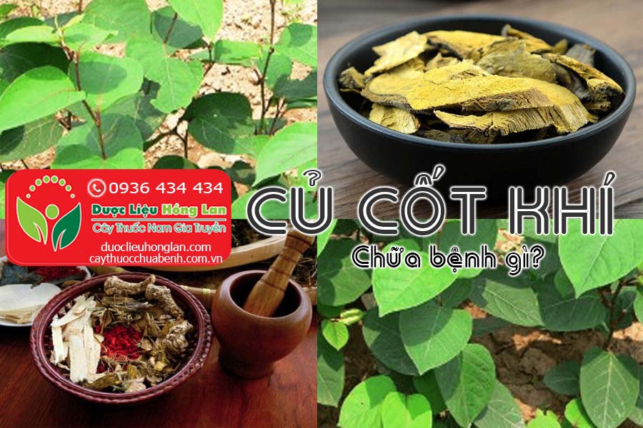 CU-CAY-COT-KHI-CHUA-BENH-GI-CTY-DUOC-LIEU-HONG-LAN