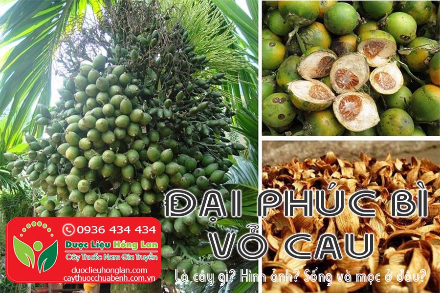 DAI-PHUC-BI-VO-CAU-LA-GI-SONG-VA-MOC-O-DAU-CTY-DUOC-LIEU-HONG-LAN