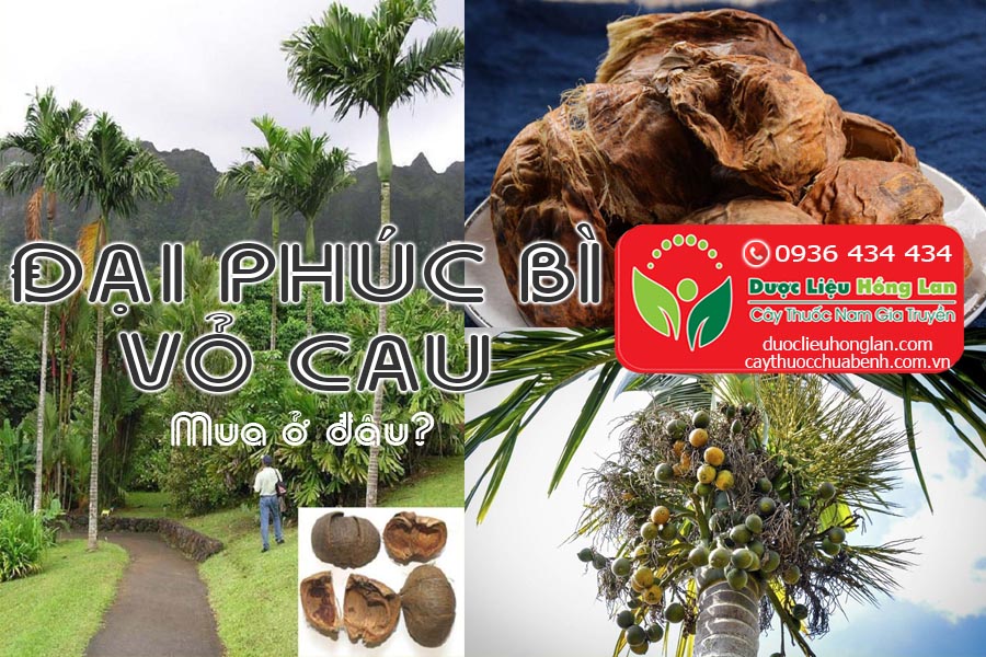 DAI-PHUC-BI-VO-CAU-MUA-O-DAU-CTY-DUOC-LIEU-HONG-LAN
