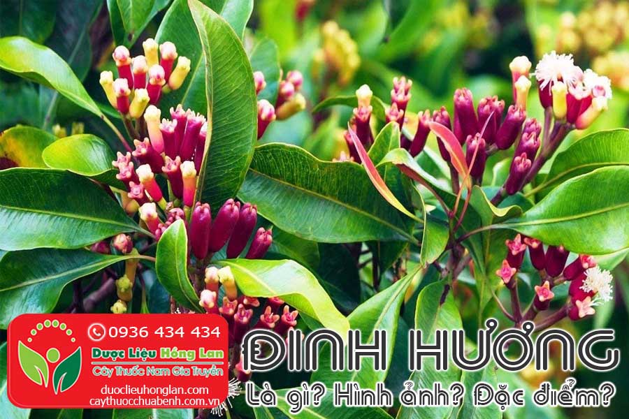 DINH-HUONG-LA-GI-HINH-ANH-DAC-DIEM-SONG-O-DAU-CTY-DUOC-LIEU-HONG-LAN