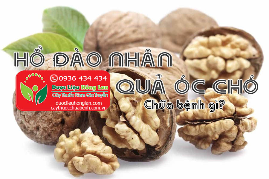 HO-DAO-NHAN-QUA-OC-CHO-CHUA-BENH-GI-CTY-DUOC-LIEU-HONG-LAN