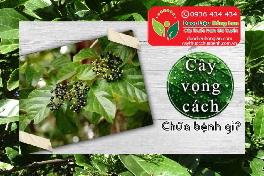 LA-CAY-VONG-CACH-CHUA-BENH-GI-CTY-DUOC-LIEU-HONG-LAN