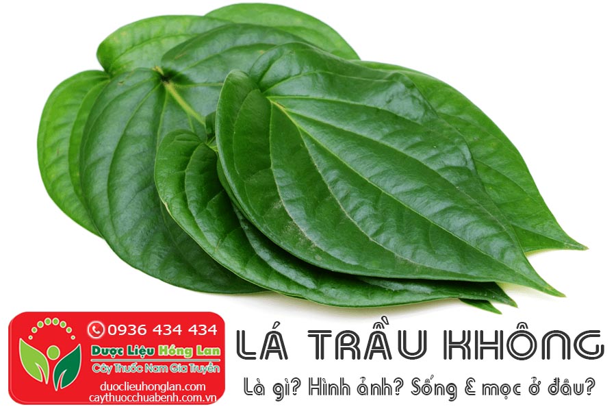 LA-TRAU-KHONG-LA-GI-HINH-ANH-DAC-DIEM-SONG-O-DAU-CTY-DUOC-LIEU-HONG-LAN