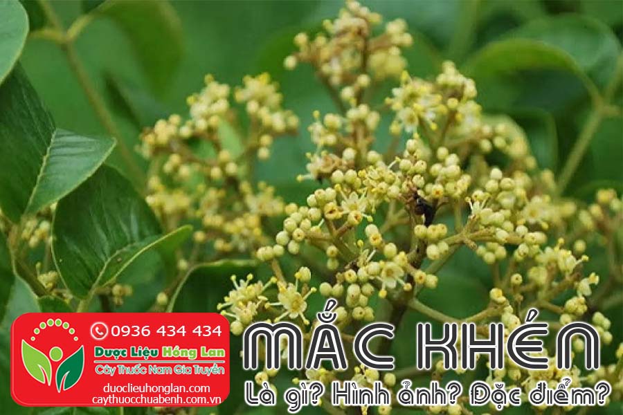 MAC-KHEN-LA-GI-HINH-ANH-SONG-VA-MOC-O-DAU-CTY-DUOC-LIEU-HONG-LAN