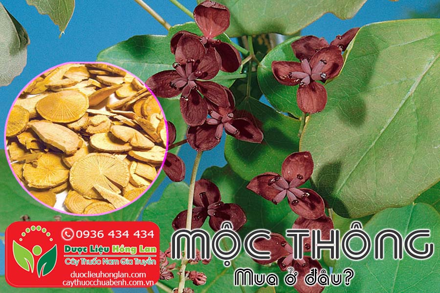 MOC-THONG-MUA-O-DAU-TPHCM-HA-NOI-CTY-DUOC-LIEU-HONG-LAN