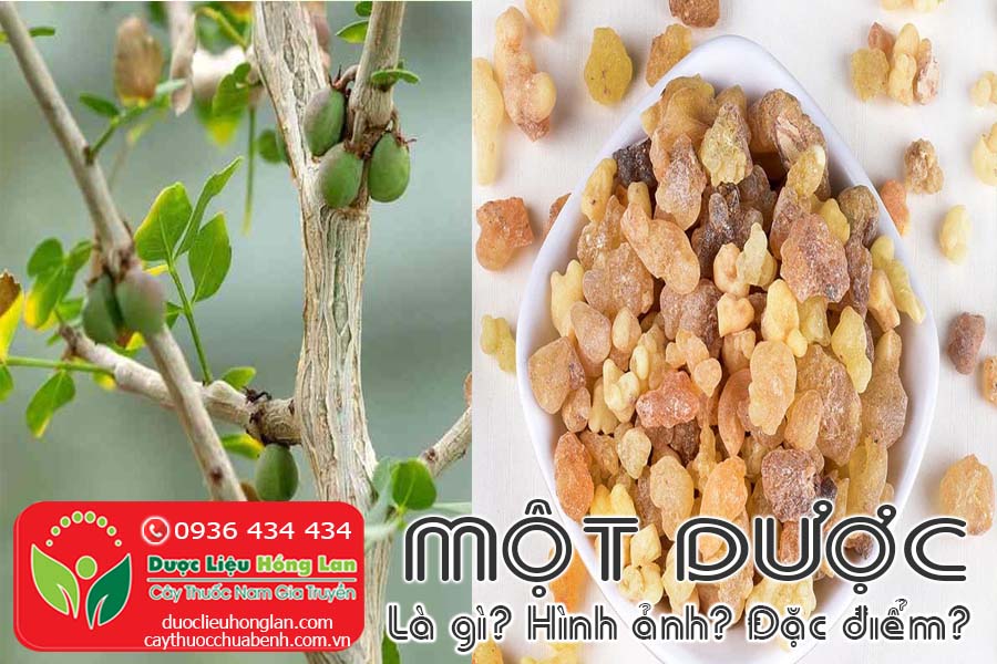 MOT-DUOC-LA-GI-HINH-ANH-DAC-DIEM-CTY-DUOC-LIEU-HONG-LAN