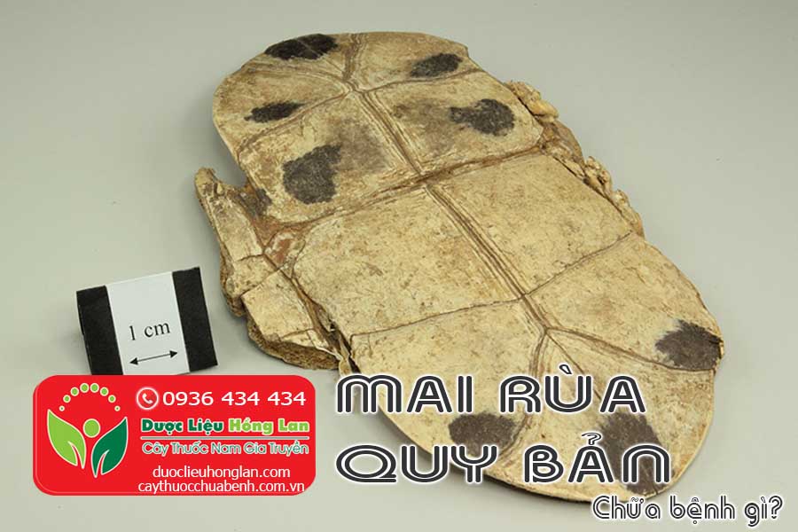 QUY-BAN-MAI-RUA-CO-TAC-DUNG-CHUA-BENH-GI-CTY-DUOC-LIEU-HONG-LAN