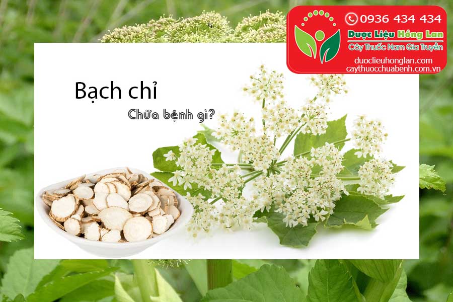 VI-THUOC-BACH-CHI-CO-TAC-DUNG-GI-CTY-DUOC-LIEU-HONG-LAN