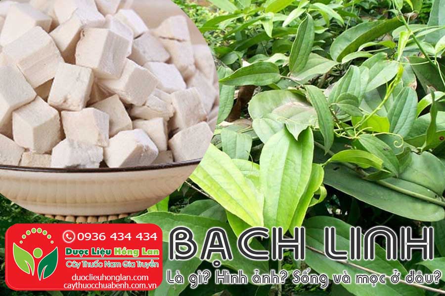 VI-THUOC-BACH-LINH-LA-GI-HINH-ANH-SONG-VA-MOC-O-DAU-CTY-DUOC-LIEU-HONG-LAN