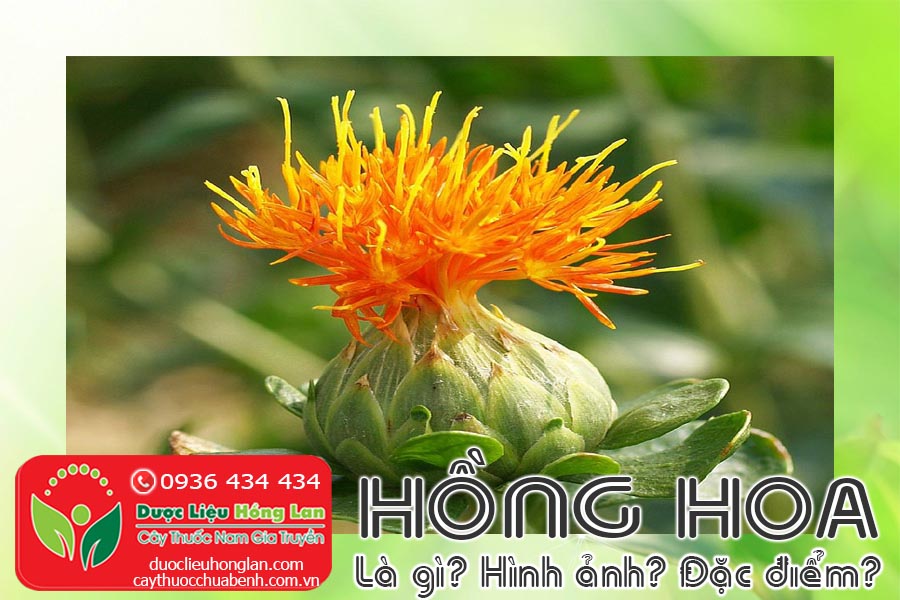 VI-THUOC-HONG-HOA-LA-GI-HINH-ANH-DAC-DIEM-CTY-DUOC-LIEU-HONG-LAN