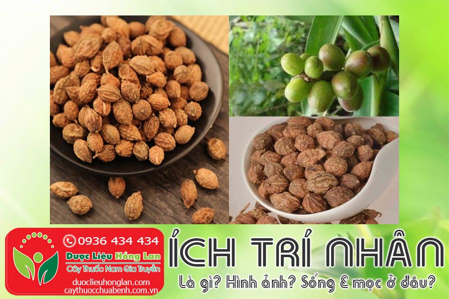 VI-THUOC-ICH-TRI-NHAN-LA-GI-HINH-ANH-SONG-VA-MOC-O-DAU-CTY-DUOC-LIEU-HONG-LAN