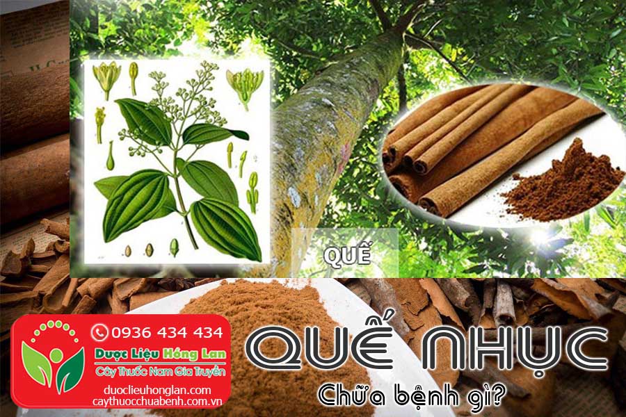 VI-THUOC-QUE-NHUC-CHUA-BENH-GI-CTY-DUOC-LIEU-HONG-LAN