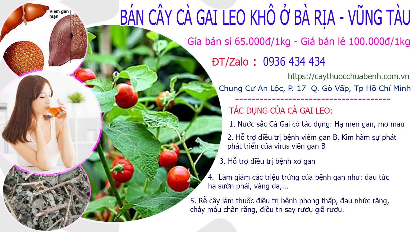 Mua bán Cây Cà Gai Leo khô ở Bà Rịa - Vũng Tàu giá từ 65k