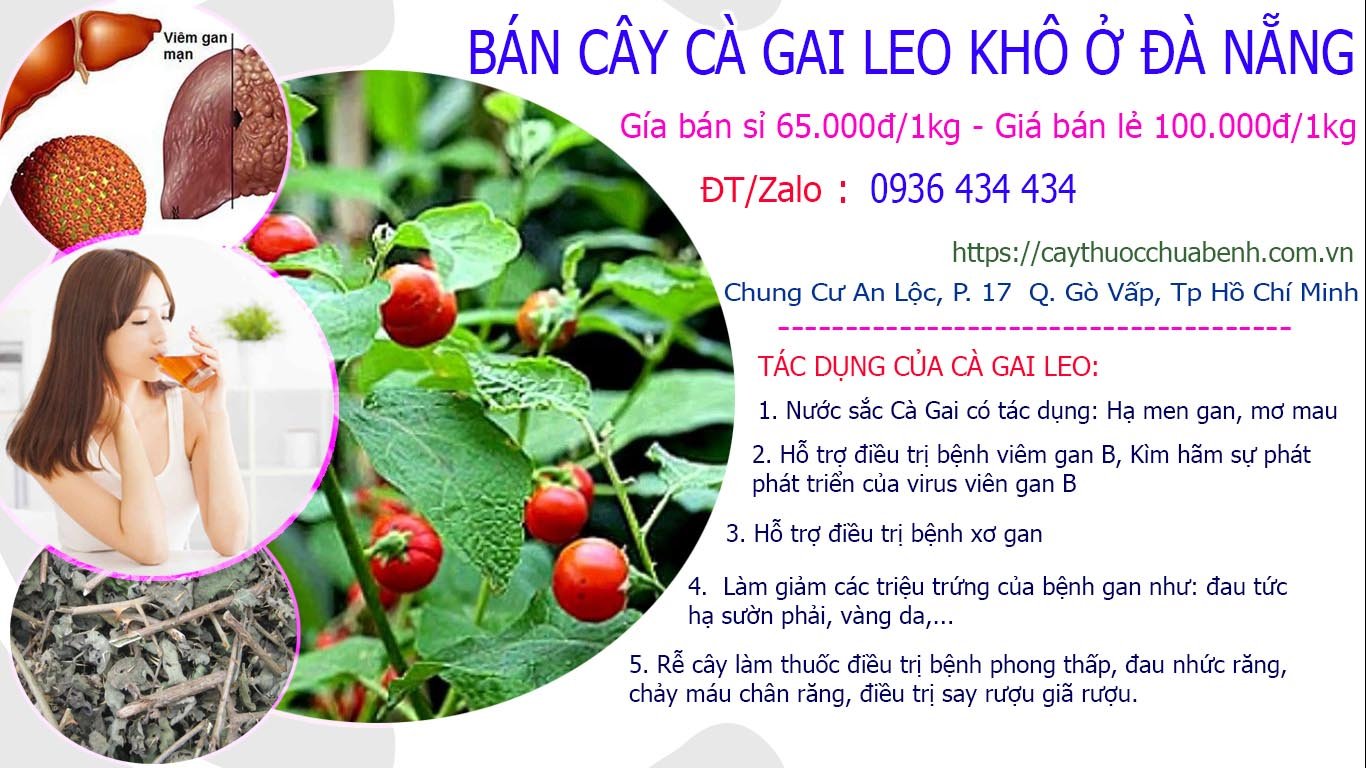 Mua bán Cây Cà Gai Leo khô ở Đà Nẵng giá từ 65k