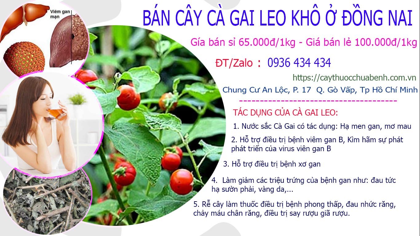 Mua bán Cây Cà Gai Leo khô ở Đồng Nai giá từ 65k